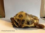 Poppy 3 - Poppy was discarded next to a bin in a garden - Rehomed through the Tortoise Protection Group - click to enlarge